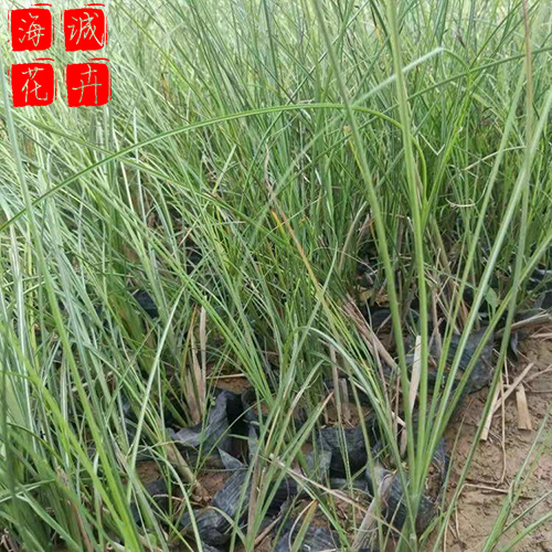 细叶芒种植基地 海诚花卉细叶芒批发  宿根草花细叶芒基地