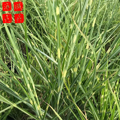 斑叶芒 斑叶芒批发  宿根草花斑叶芒海诚花