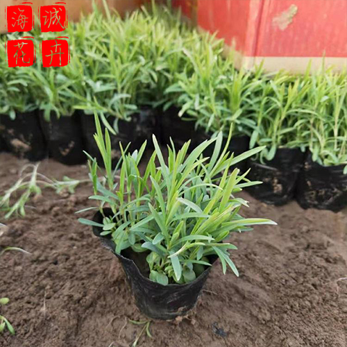 地被石竹青州花卉 宿根时令草花