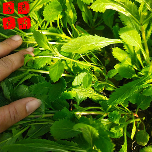 威海马鞭草种植基地  园林绿化时令花卉批发