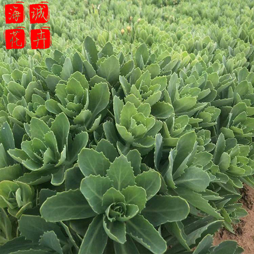 绿化工程八宝景天 海诚花卉八宝景天批发  宿根草花八宝景天