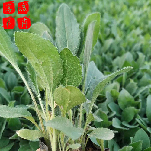 济宁黑心菊种植基地  园林绿化时令花卉批发