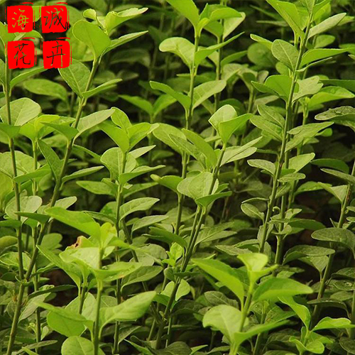 扶芳藤批发价格 绿化宿根时令草花
