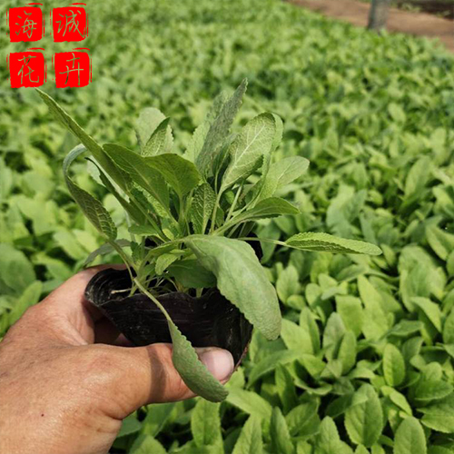 绿化工程鼠尾草 海诚花卉鼠尾草批发  宿根草花鼠尾草基地