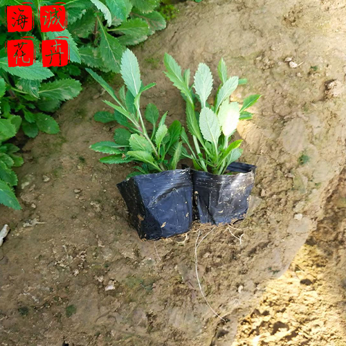 滨州马鞭草种植基地  园林绿化时令花卉批发