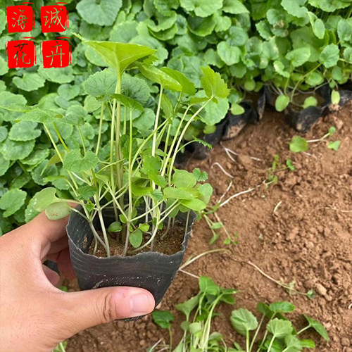 二月兰 二月兰批发  宿根草花二月兰