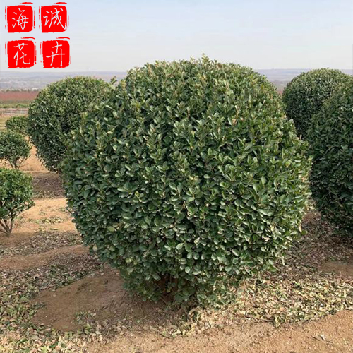 冬青价格种植基地  园林绿化草花批发