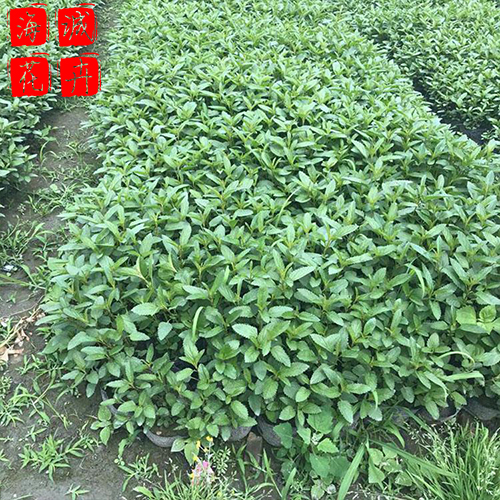 鼠尾草苗圃供应 绿化苗木时令草花