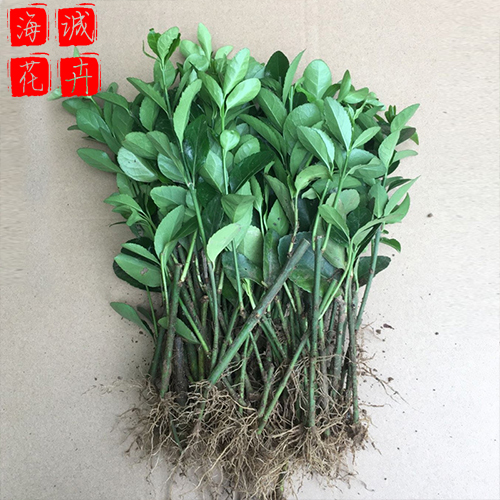冬青球绿化设计 绿化苗木时令草花
