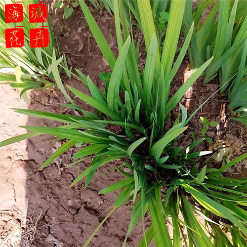 水生鸢尾出售 绿化苗木时令草花