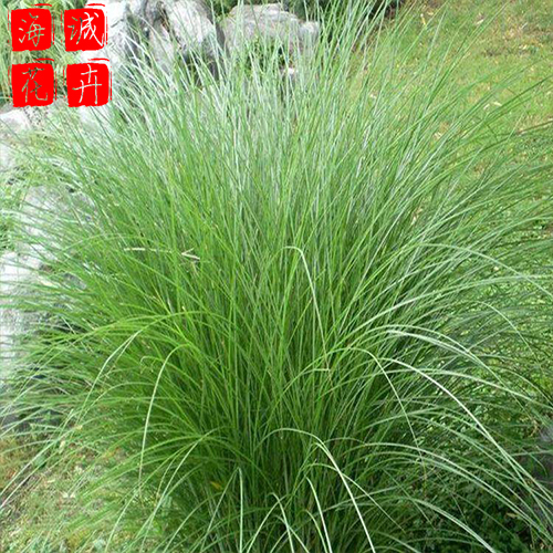 观赏细叶芒 海诚花卉细叶芒批发  宿根草花细叶芒基地