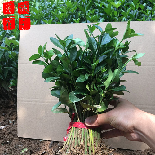 冬青球青州花卉 绿化苗木时令草花