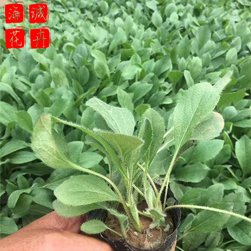 日照黑心菊种植基地  园林绿化时令花卉批发