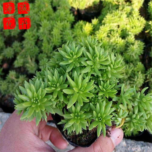 莱芜佛甲草种植基地  园林绿化时令花卉批发