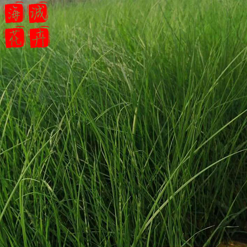 青州粉黛乱子草批发价格 苗木草花粉黛乱子草种植基地