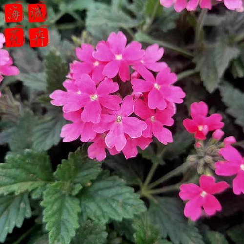 美女樱批发价格 绿化宿根时令草花