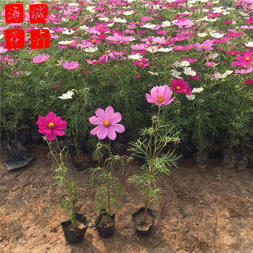 青州波斯菊批发价格 苗木草花波斯菊种植基地