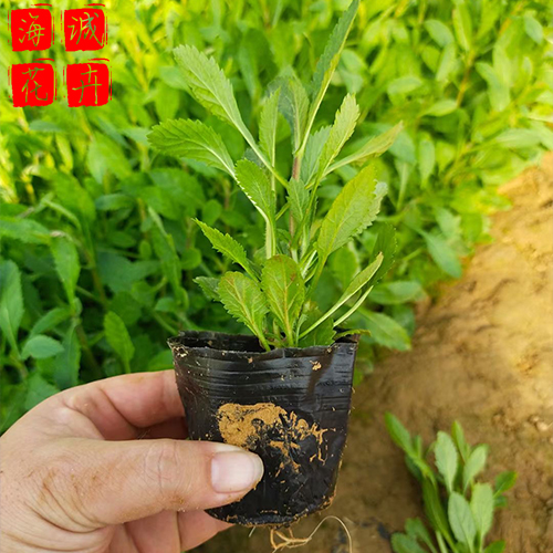 莱芜马鞭草种植基地  园林绿化时令花卉批发
