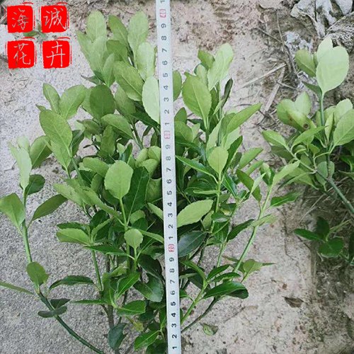 地栽大叶黄杨种植基地  园林绿化草花批发