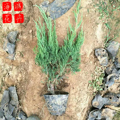 龙柏供应种植基地  园林绿化草花批发
