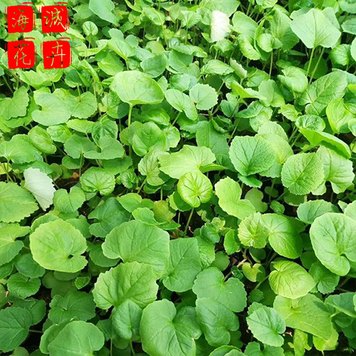 公园绿化二月兰 二月兰批发  宿根草花二月兰