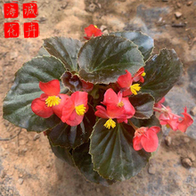四季海棠供应 海诚花卉四季海棠批发  宿根草花四季海棠基地