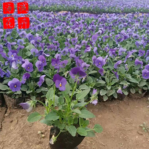 三色堇苗圃种植基地  园林绿化草花批发
