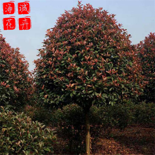 红叶石楠苗圃供应 绿化苗木时令草花