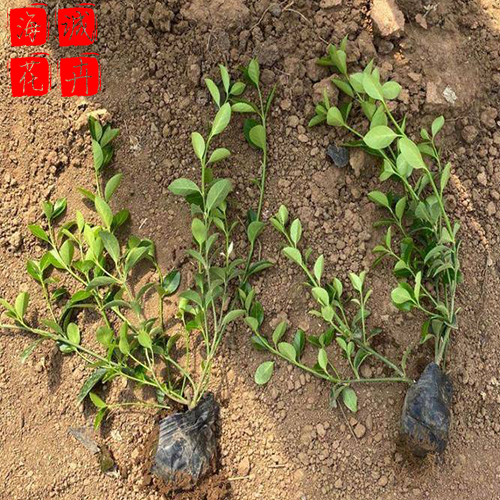 扶芳藤青州花卉 绿化宿根时令草花