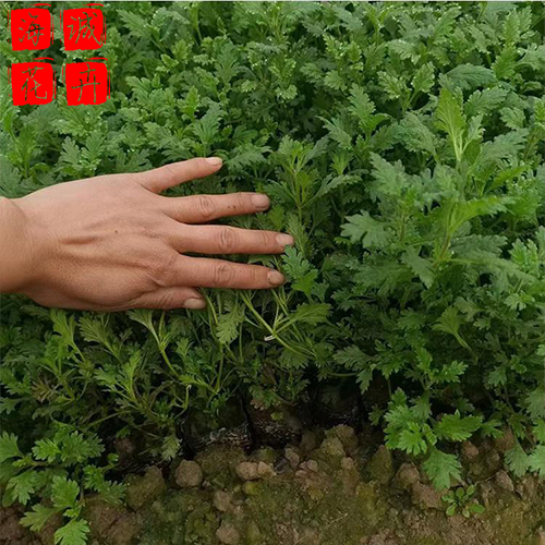 美女樱绿化苗种植基地  园林绿化草花批发