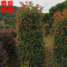红叶石楠绿化苗种植基地  园林绿化草花批发