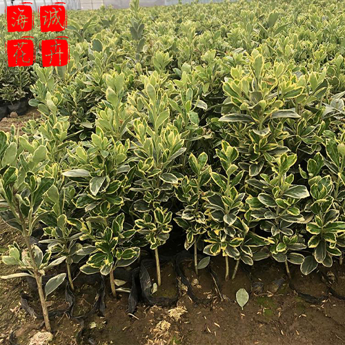 青州金边黄杨批发价格 苗木草花金边黄杨种植基地