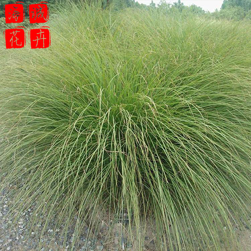 青州细叶芒批发价格 苗木草花细叶芒种植基地