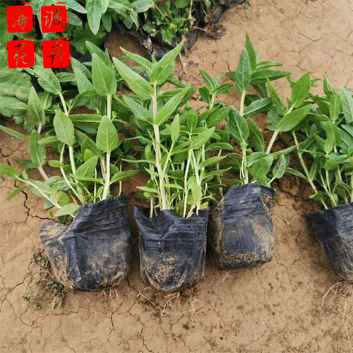 千屈菜租摆花卉种植基地  园林绿化草花批发
