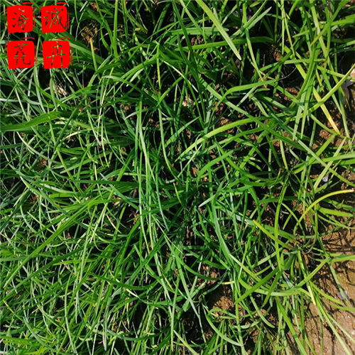 绿化麦冬种植基地  园林绿化草花批发