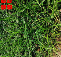 绿化麦冬种植基地  园林绿化草花批发