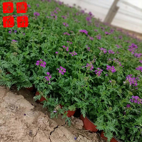美女樱花海设计 绿化宿根时令草花