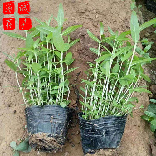 双色盆千屈菜种植基地  园林绿化草花批发
