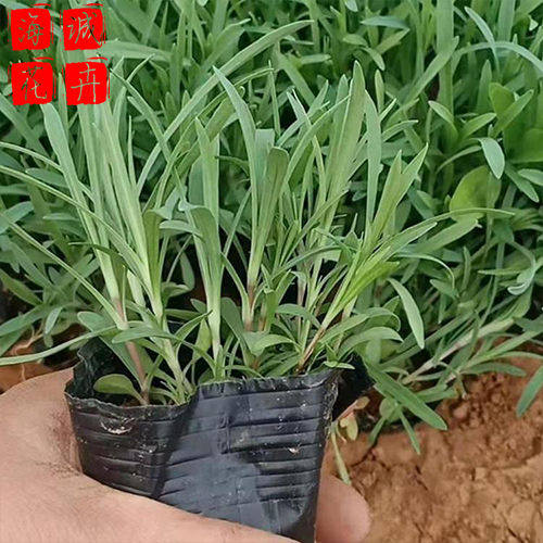 地被石竹花海设计 宿根时令草花