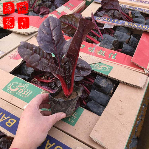 青州红叶甜菜批发价格 苗木草花红叶甜菜种植基地