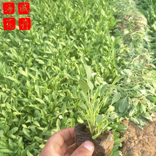 青州黑心菊批发价格 苗木草花黑心菊种植基地