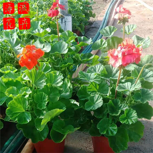 绿化工程天竺葵 天竺葵批发  宿根草花天竺葵