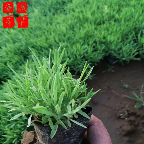 青州地被石竹批发 时令草花宿根花卉花海设计