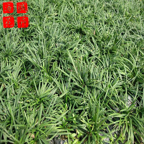 青州麦冬批发价格 苗木草花麦冬种植基地