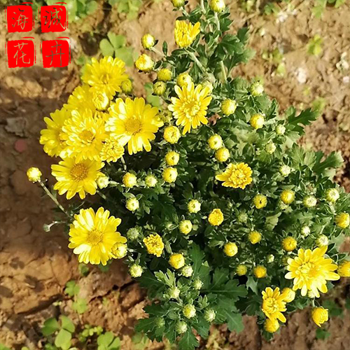 花海设计国庆菊 辽宁  国庆菊批发租摆花海设计国庆菊