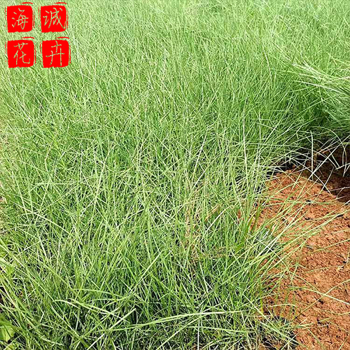 绿化带粉黛乱子草种植基地  园林绿化草花批发
