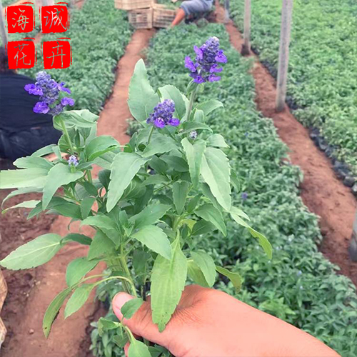 青州鼠尾草批发价格 苗木草花鼠尾草种植基地