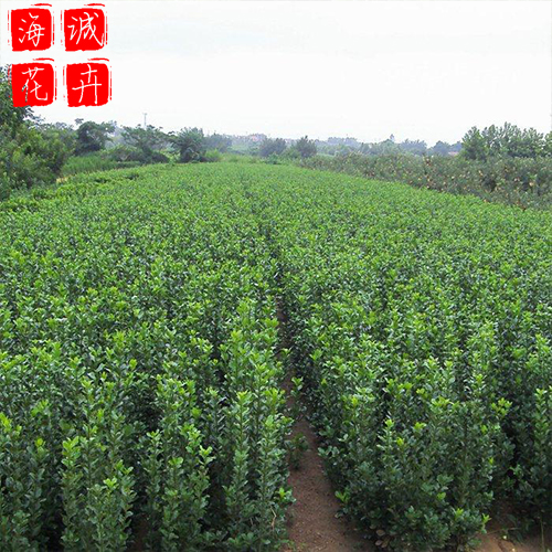 地栽大叶黄杨小苗种植基地  园林绿化草花批发