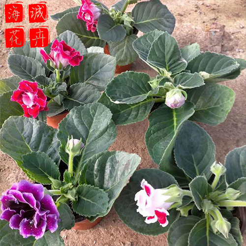 青州大岩桐批发价格 苗木草花大岩桐种植基地