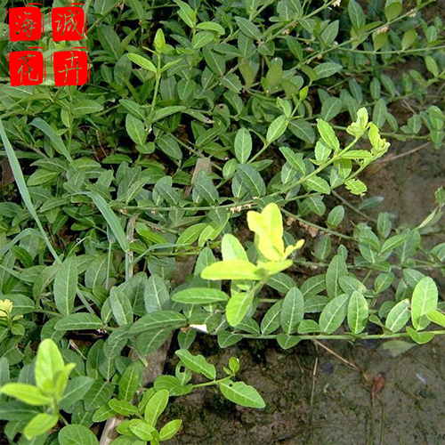 青州扶芳藤批发价格 苗木草花扶芳藤种植基地